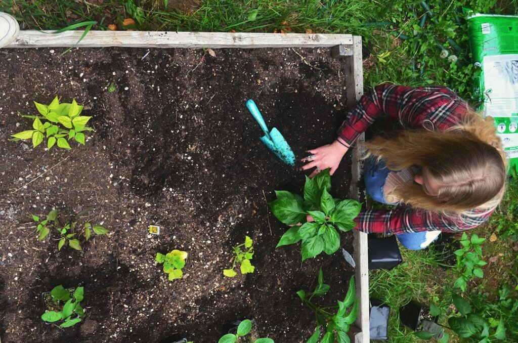 Overhead view of a gardener planting seedlings in a small raised garden bed.