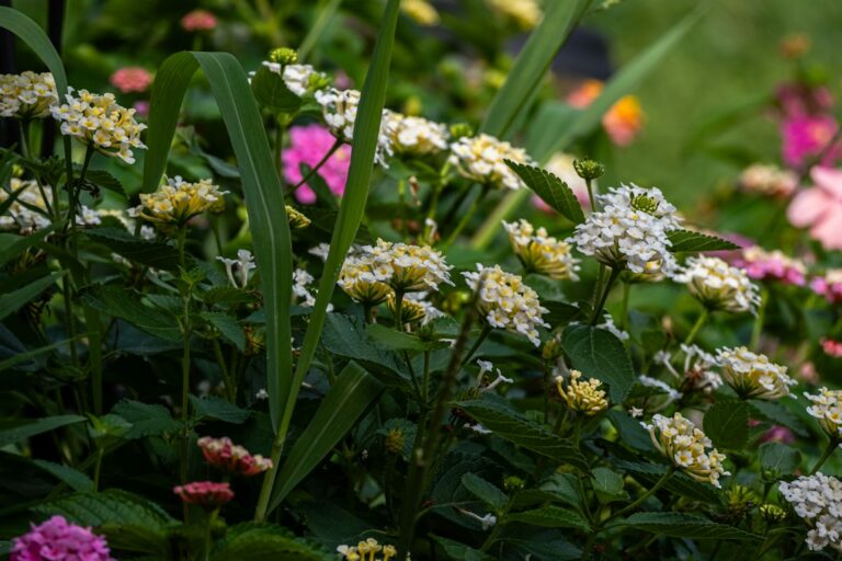 Small white, yellow, and pink flowers growing among green leaves.
