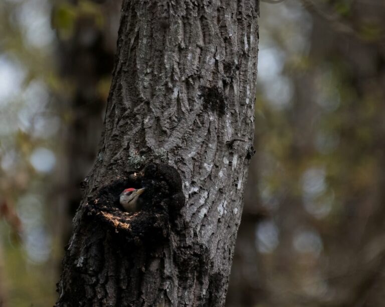 A woodpecker peering out of a hole in a tree trunk.