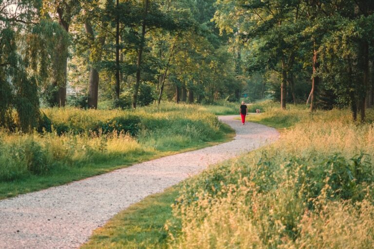 A person walking along a tree-lined park path