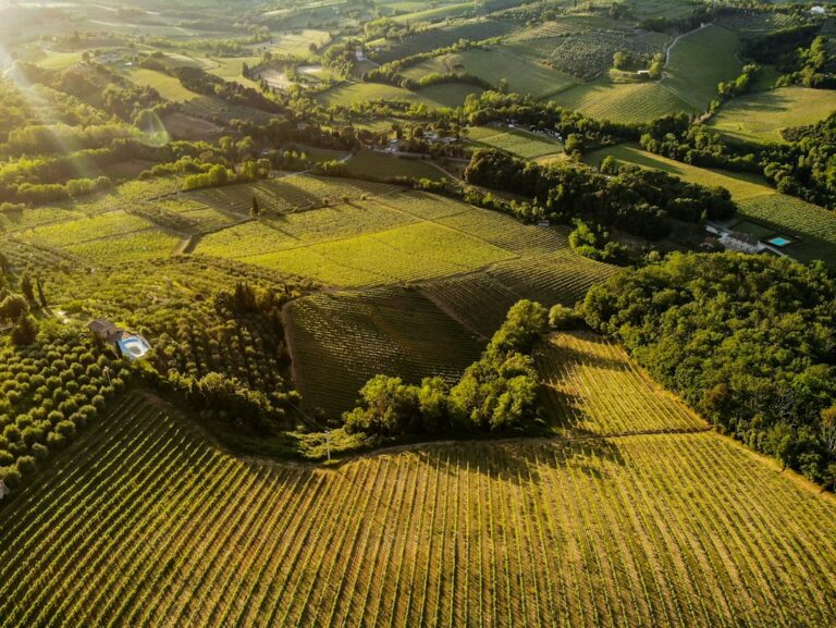 Aerial view of fields, crop rows, trees, and scattered buildings.