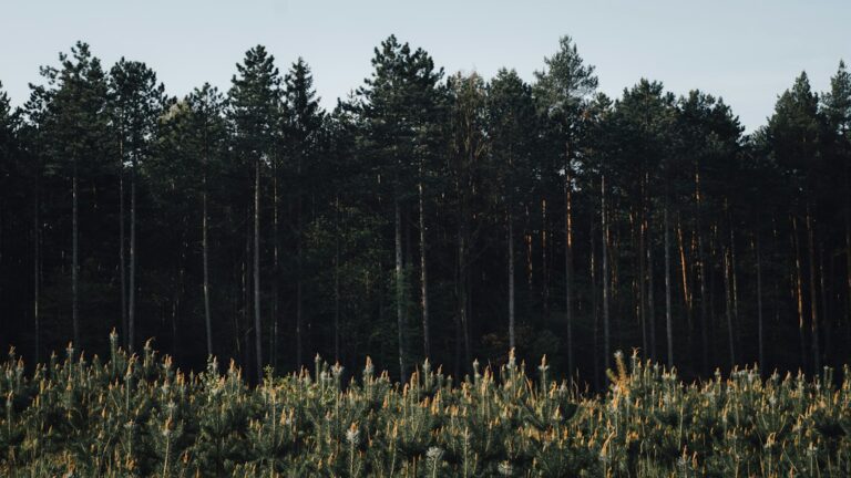 Young plants growing in a clearing in front of tall evergreen trees.
