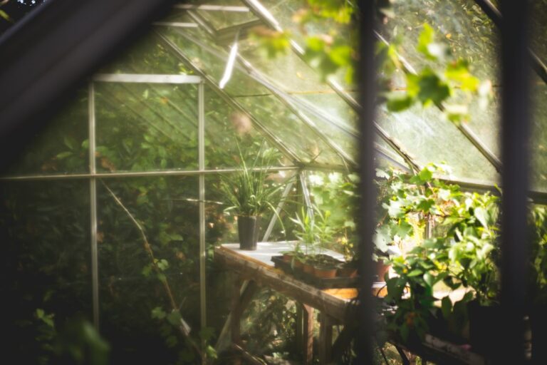 Potted plants on benches inside a sunlit glass greenhouse.