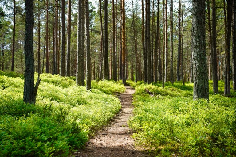 A narrow footpath passing through a green woodland with tall trees.