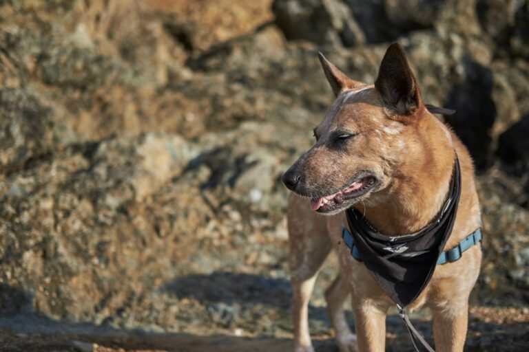Brown dog wearing a bandana and harness beside rocks