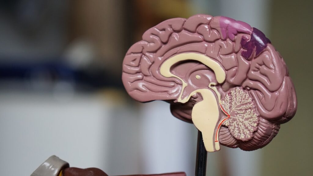 An anatomical model showing a cross-section of a human brain