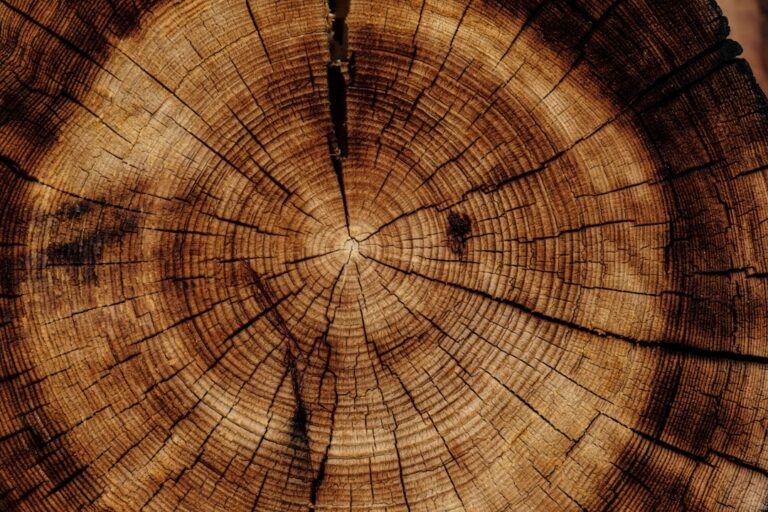 A close-up of the growth rings and natural cracks in a tree trunk.