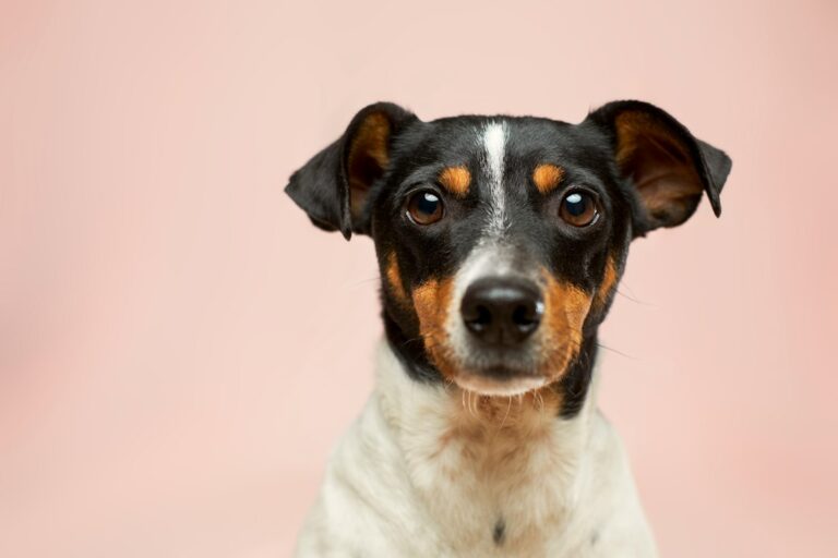 A terrier facing the camera, with its full head and both ears visible against a pale pink background.