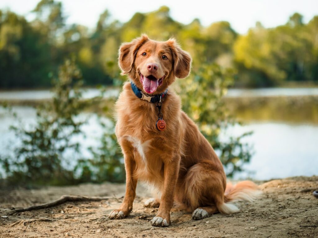 A brown dog wearing a collar and identification tag, sitting beside a lake with its full head and body visible.