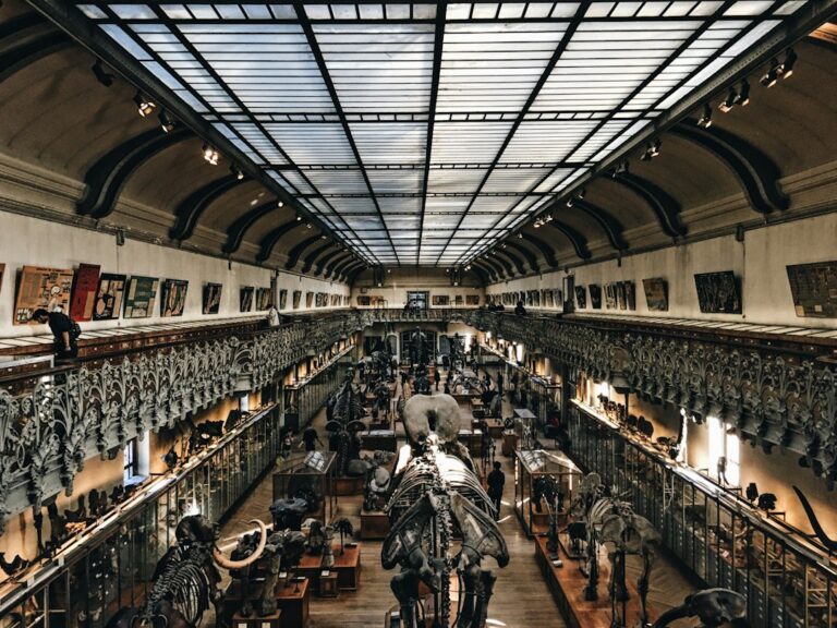 Animal skeletons displayed in a natural history museum gallery