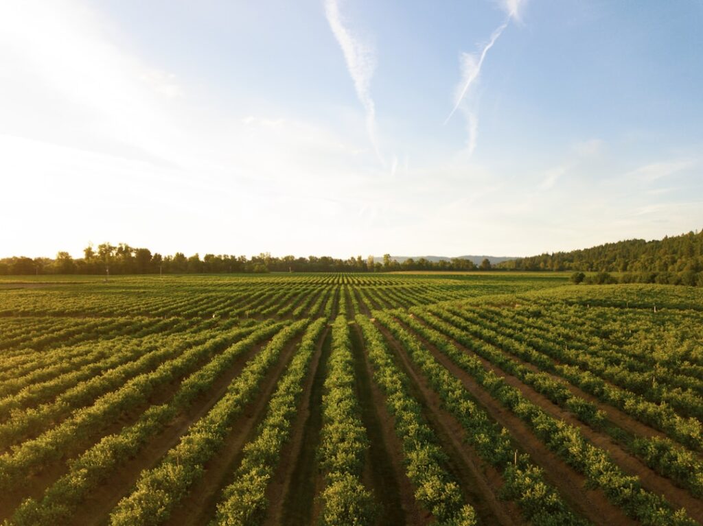 Rows of crops stretching across a field beneath an open sky.
