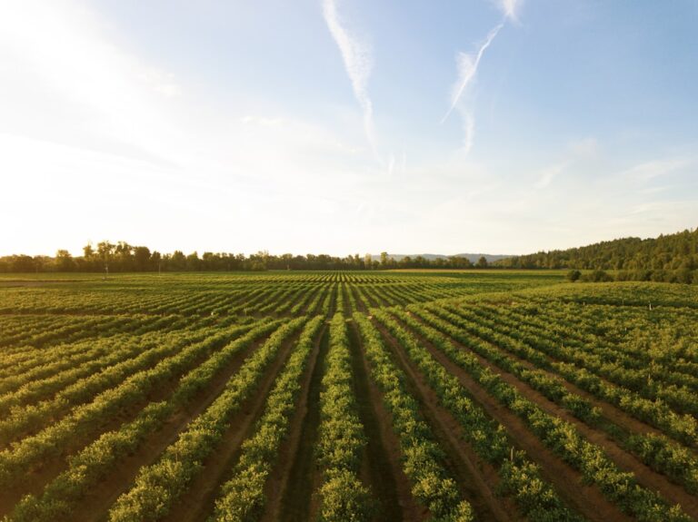 Rows of crops stretching across a field beneath an open sky.