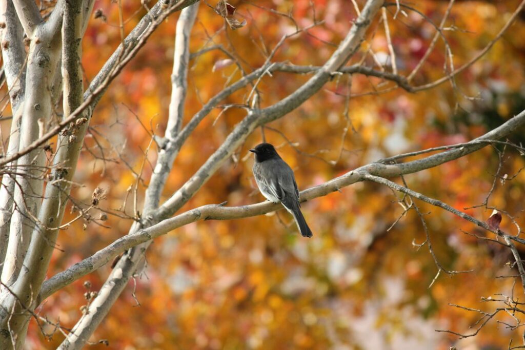 A dark-headed gray bird perched on a branch among autumn leaves