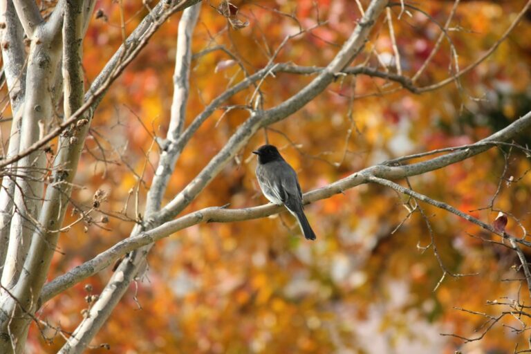 A dark-headed gray bird perched on a branch among autumn leaves