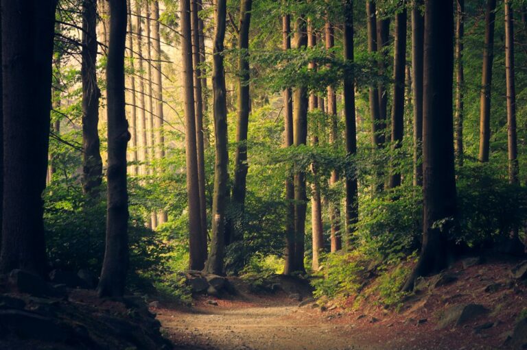 Sunlight falling across a woodland path between tall trees.