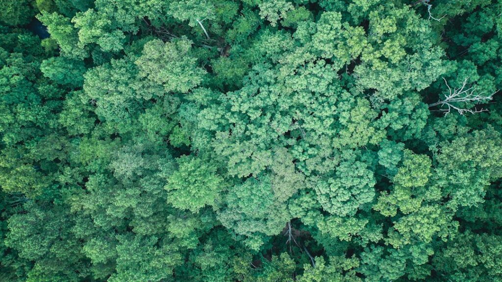 Overhead view of dense green forest canopy