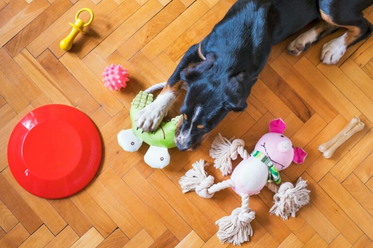 A dog lying beside colorful toys on a wooden floor.