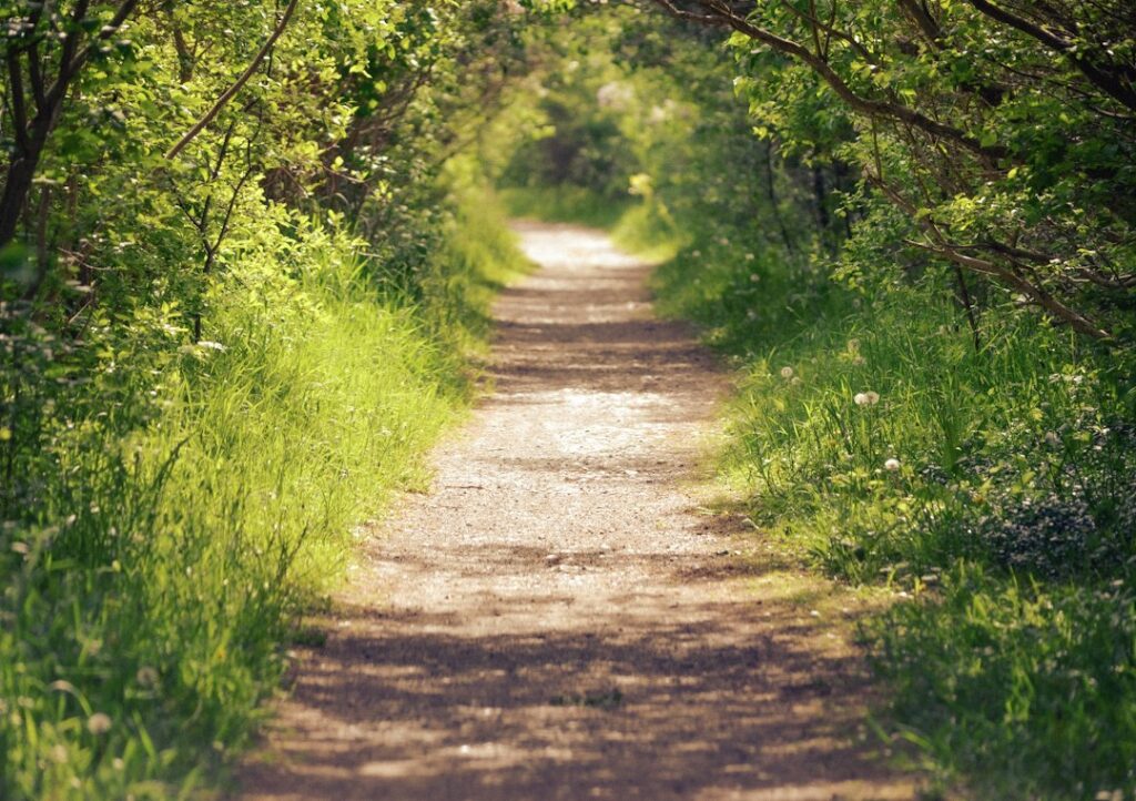 A sunlit walking path running between green trees and shrubs