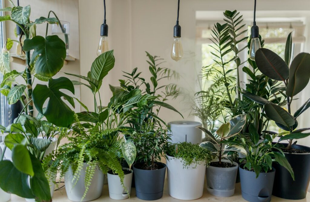 A collection of leafy houseplants in pots beneath pendant lights.