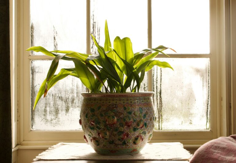 A leafy houseplant in a patterned ceramic pot standing in front of a window.