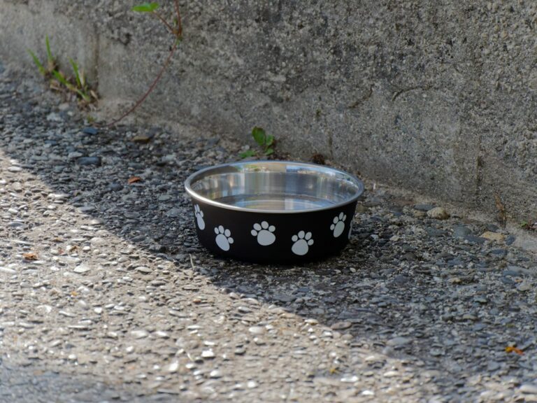 A black pet water bowl with white paw prints beside a stone wall.