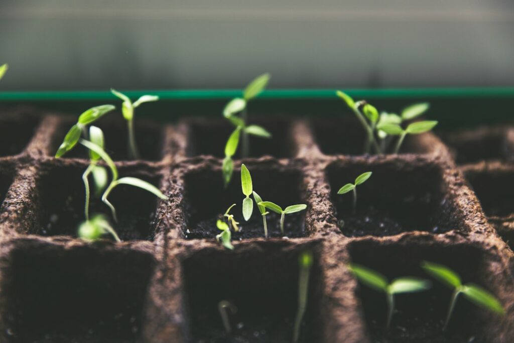 Small green seedlings growing in individual fibre pots in a tray.