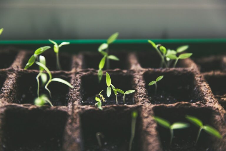 Small green seedlings growing in individual fibre pots in a tray.